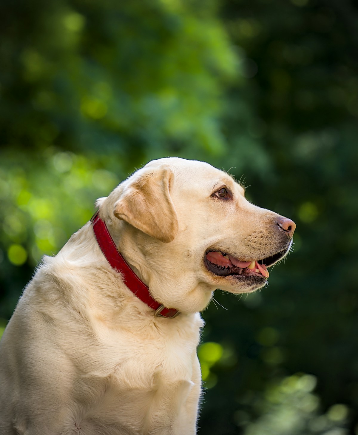 Labrador Retriever giallo fotografato all'aperto