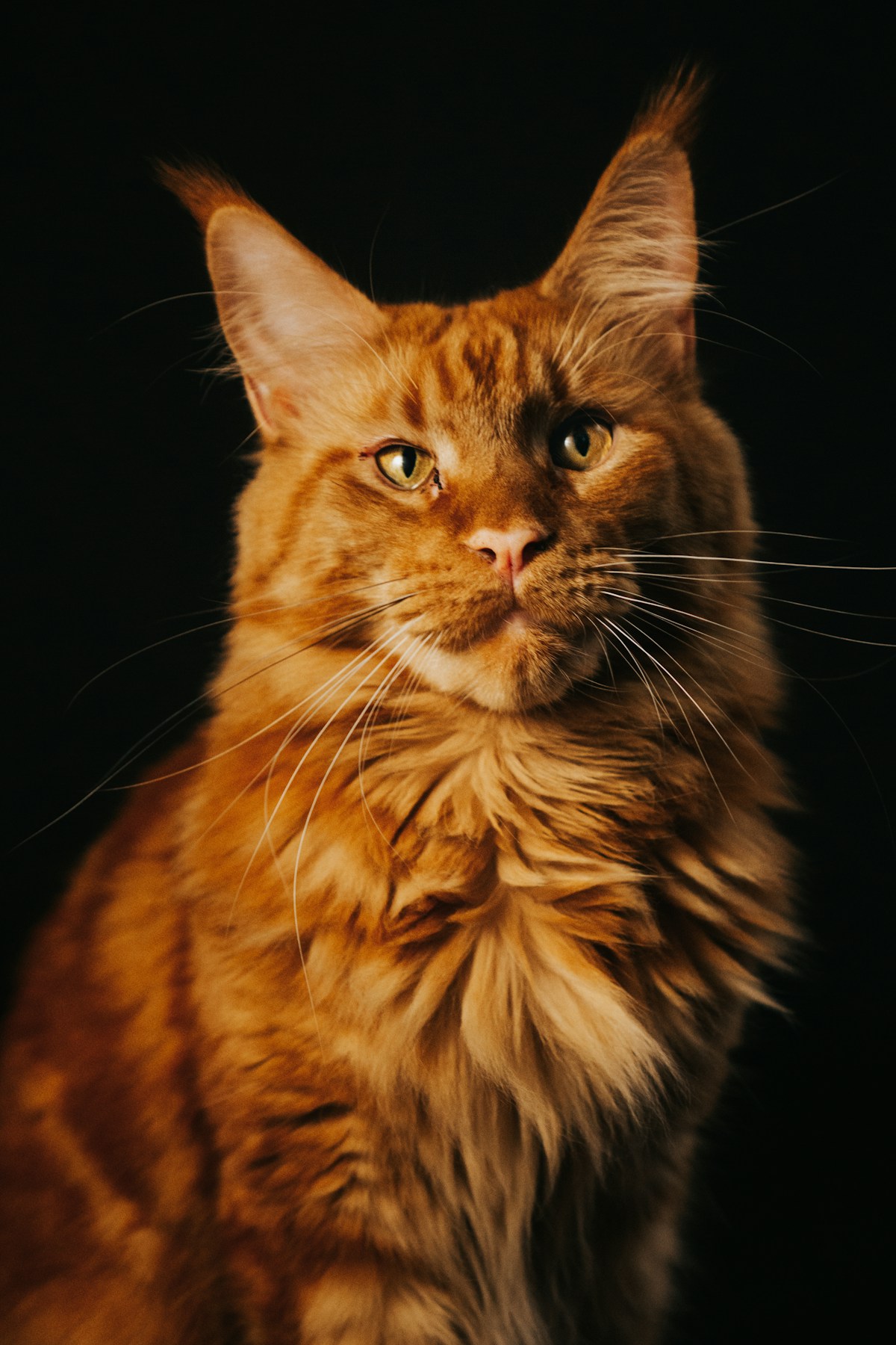 Ritratto di un gatto Maine Coon dal lungo mantello