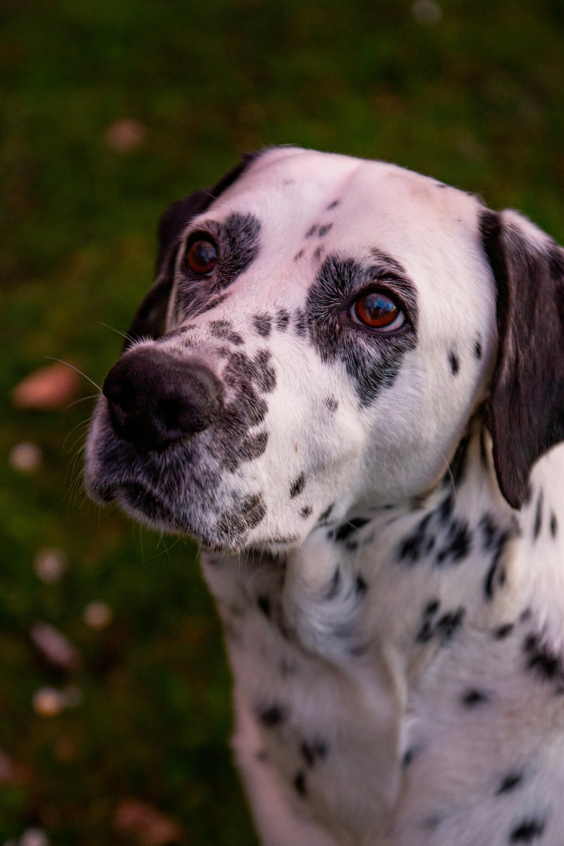 Primo piano di un cane dalmata