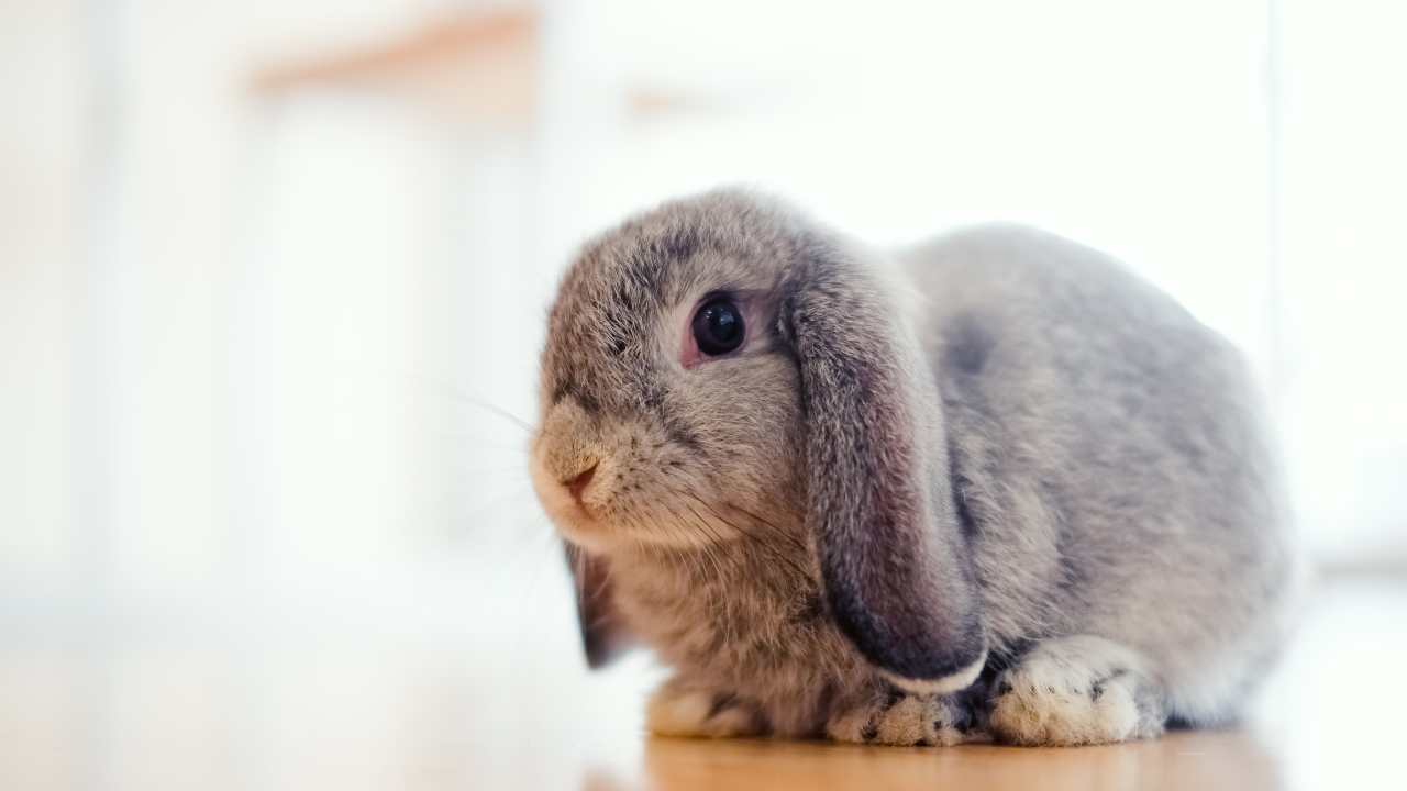 Un coniglio ariete nano: si distingue per le caratteristiche orecchie. - Improntaunika.it
