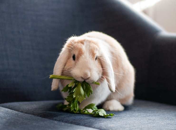 L'alimentazione corretta è una parte fondamentale della cura del tuo coniglio ariete. - Improntaunika.it