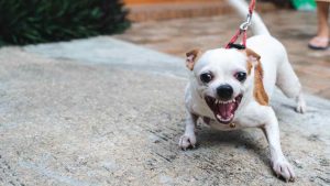 I Chihuahua sono spesso considerati eccessivamente aggressivi, ma... - Improntaunika.it