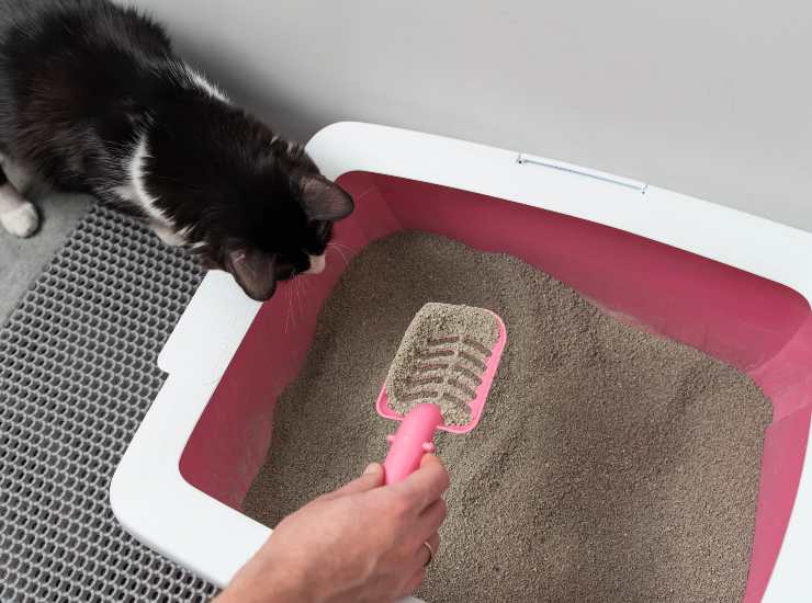 Anche igienizzare frequentemente la lettiera può aiutare il gatto a riprendere le normali abitudini. - Improntaunika.it