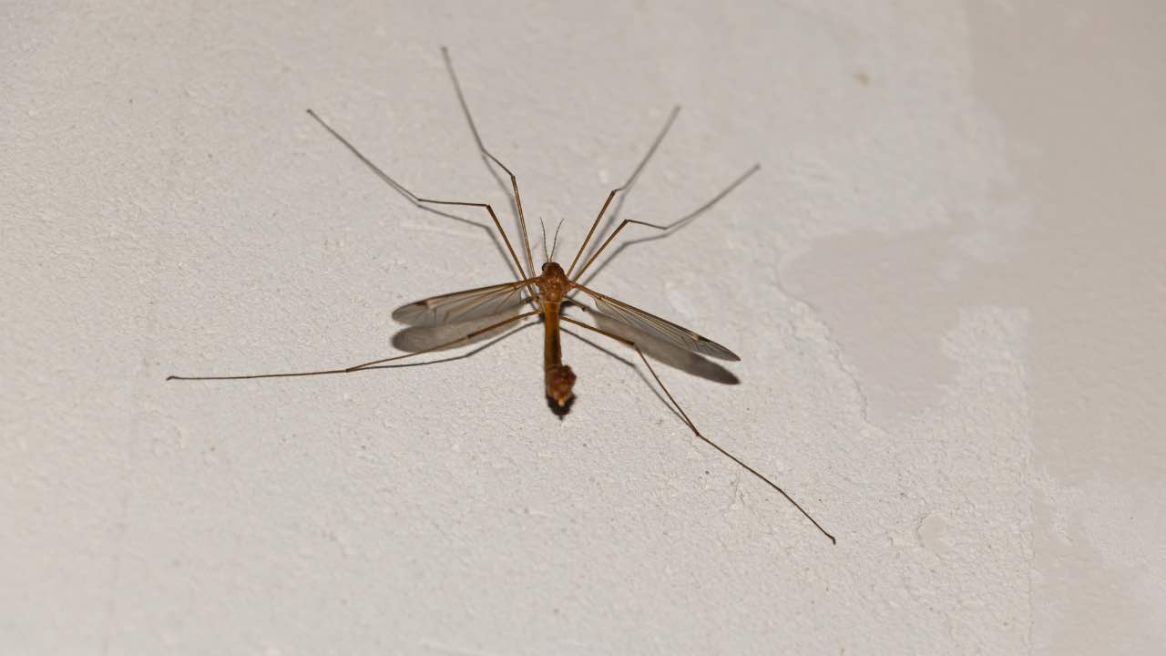 Zanzara gigante su un muro bianco 