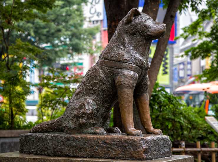 La statua di Hachiko a Shibuya, Tokyo. - Improntaunika.it