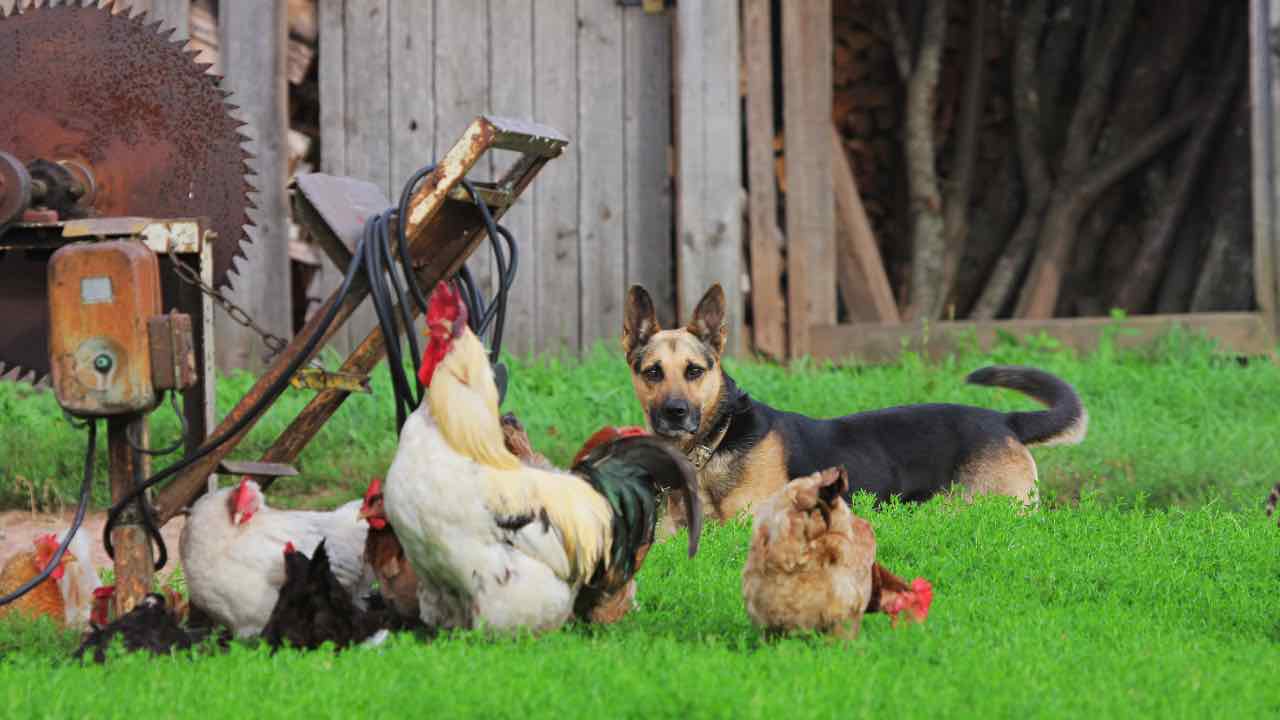 Cane con delle galline 