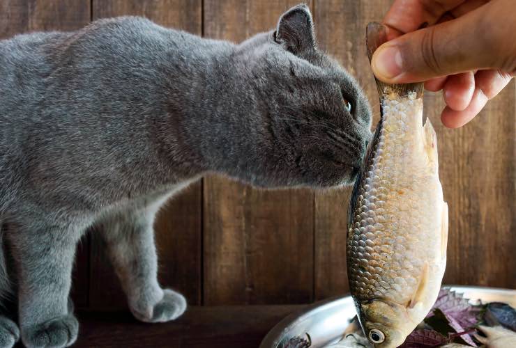 Gatto e un pesce 