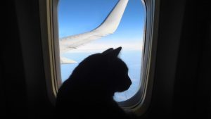 Gatto che vola in aereo