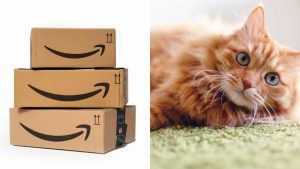 Il caso del gatto spedito su Amazon