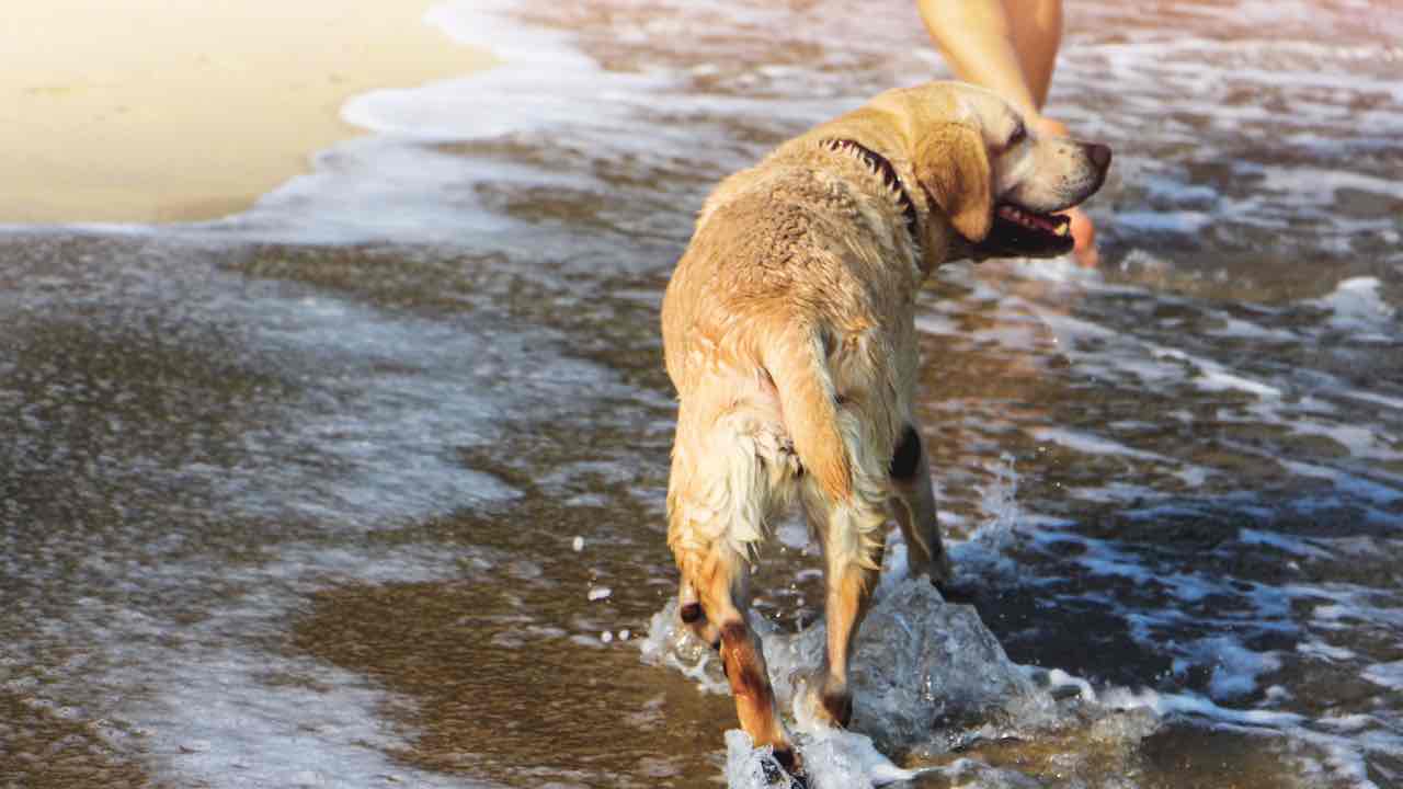 Cane che fa il bagno al mare