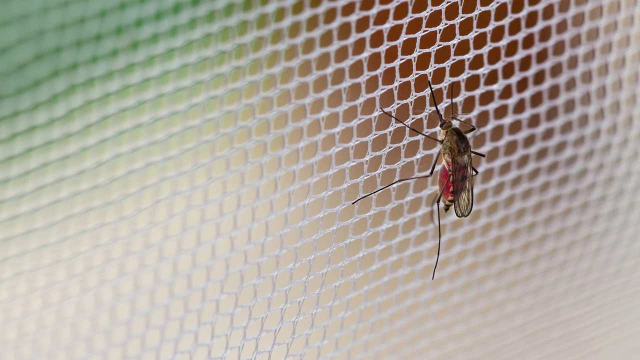 Zanzara in una rete