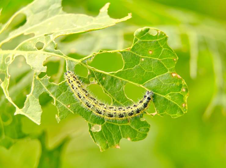 Foglia mangiata dai bruchi. - Improntaunika.it