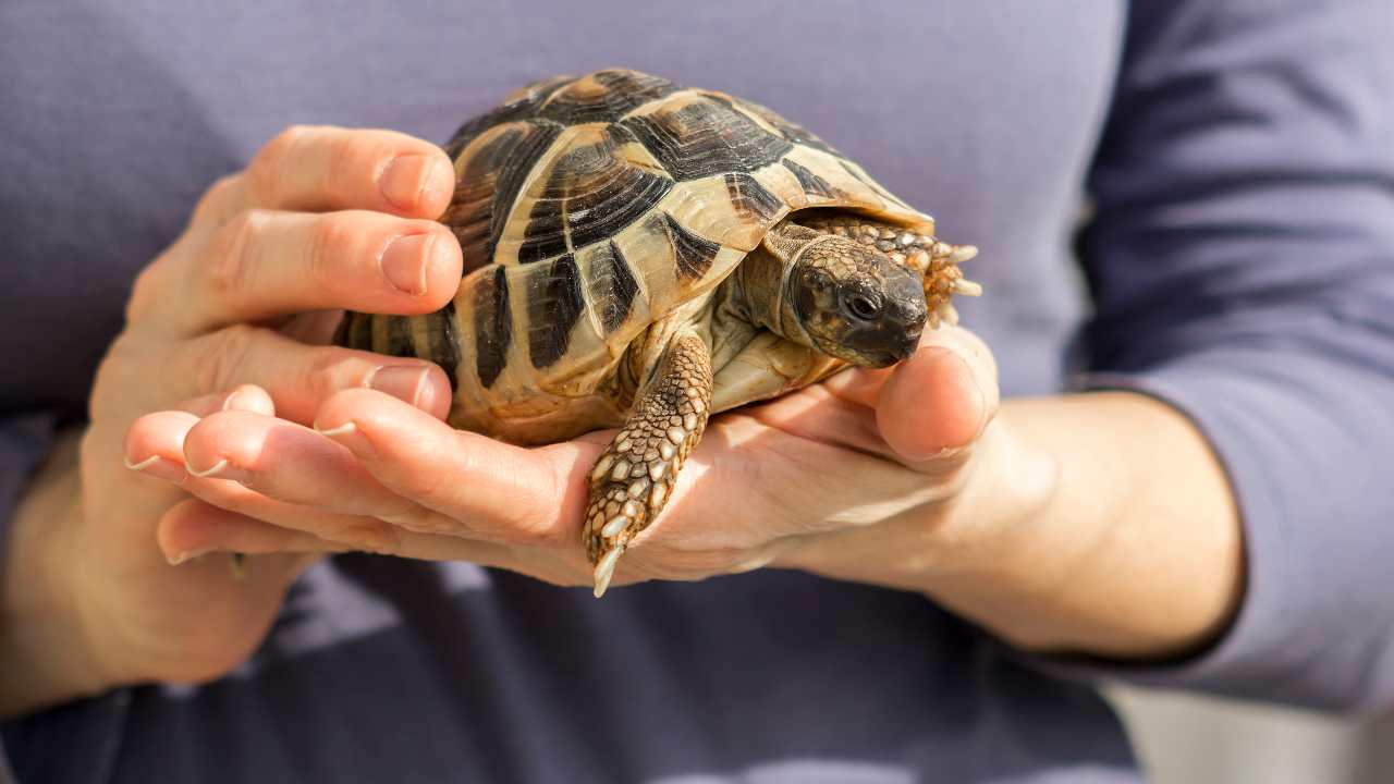Come ogni animale, anche la tartaruga ha bisogno di cure specifiche. - Improntaunika.it
