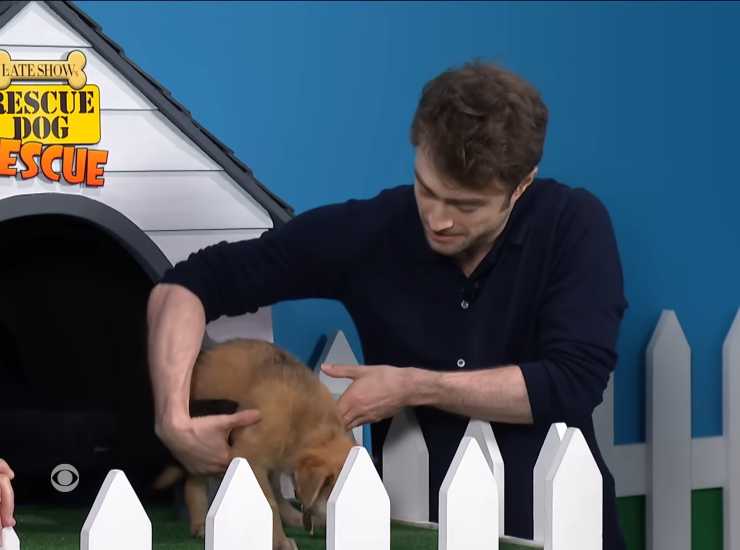 Daniel Radcliffe e "Harry Pupper". - Improntaunika.it