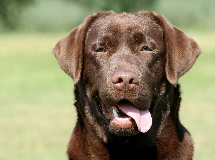 I Labrador, più di altri cani, sono predisposti alla perdita della vista. - Improntaunika.it