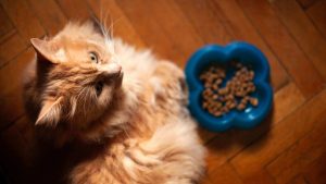Vedere il proprio gatto rifiutare il cibo può essere frustrante. - Improntaunika.it