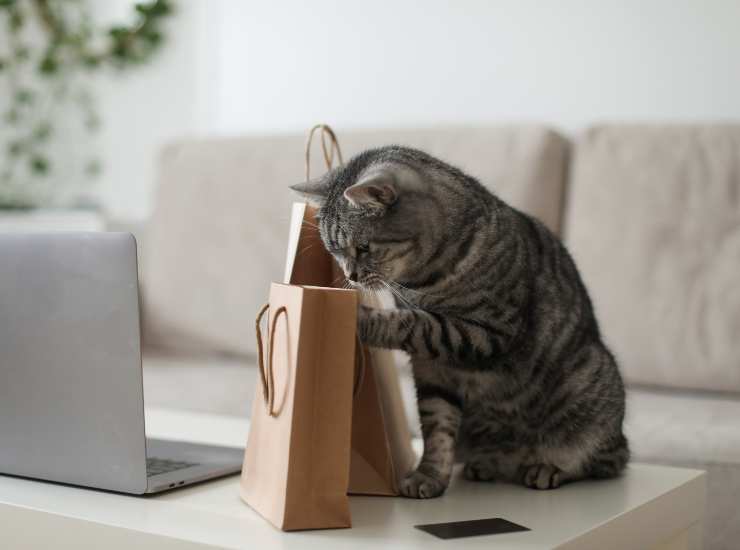La curiosità dei gatti si applica anche al cibo. - Improntaunika.it