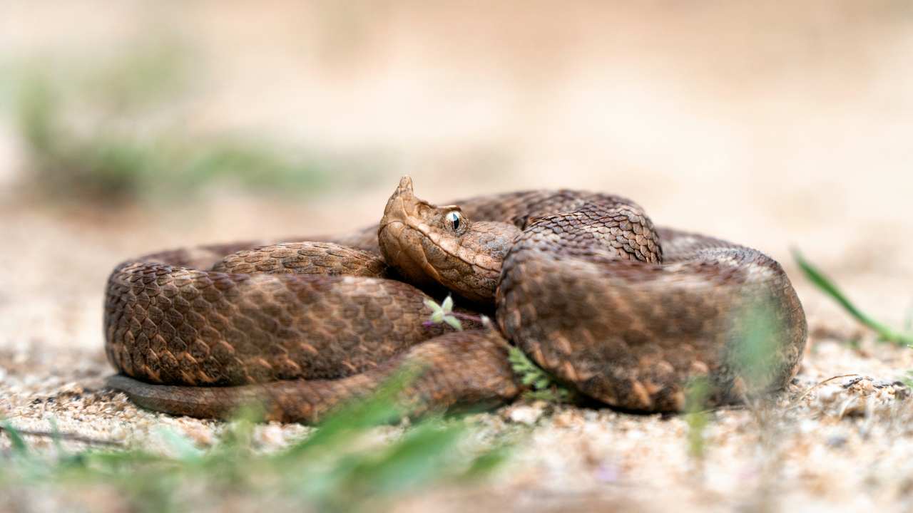 Dove possiamo trovare serpenti velenosi in Italia? - Improntaunika.it