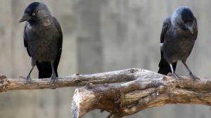 Attenzione ai corvi
