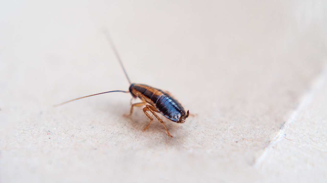 scaragaggi-prevenire-infestazione-Improntaunika.it