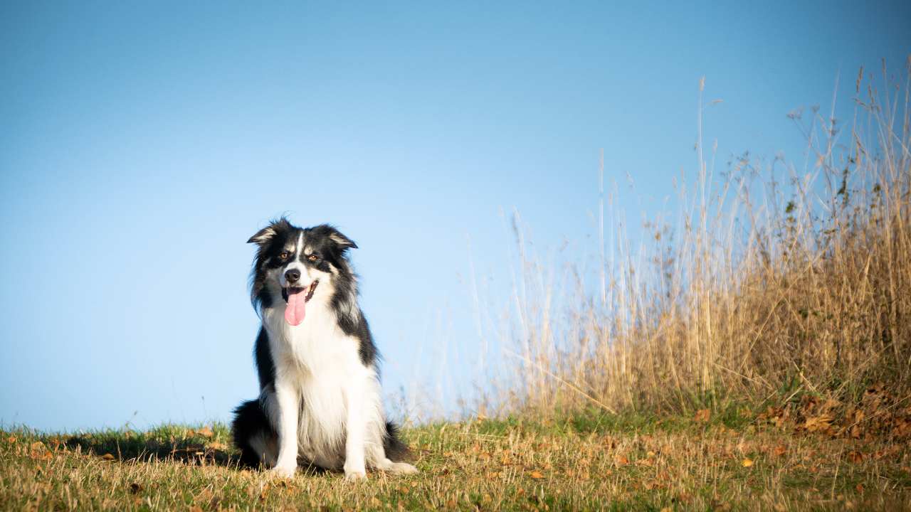 Cane-più-intelligente