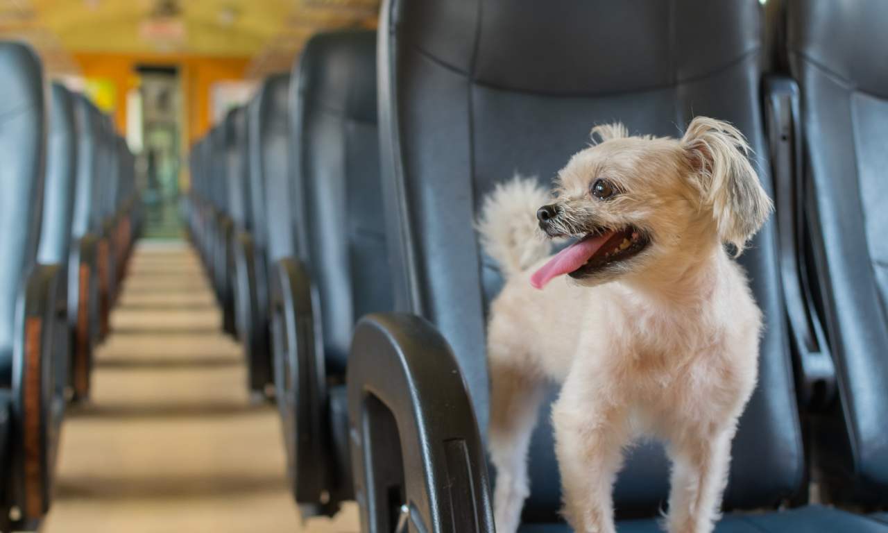 cane-treno-gratisi-improntaunika