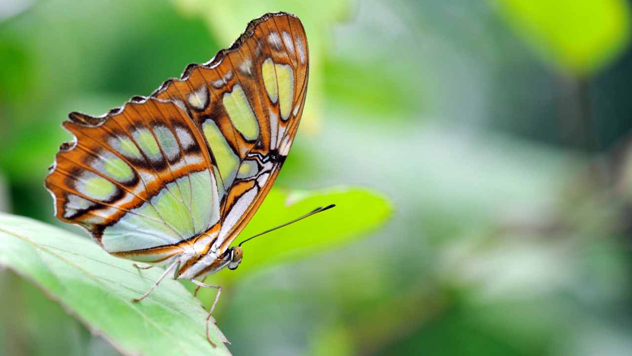 Farfalla Cobra