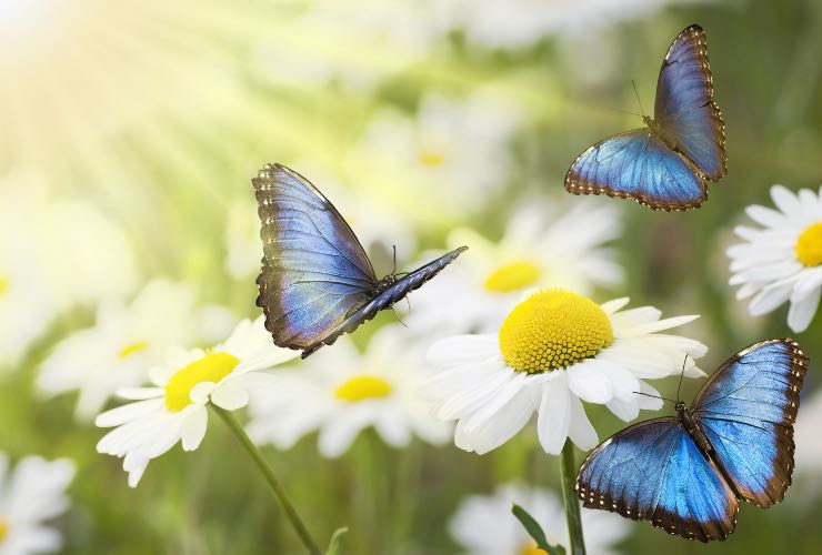 Farfalle in un giardino 