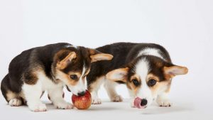 Cani che mangiano la frutta