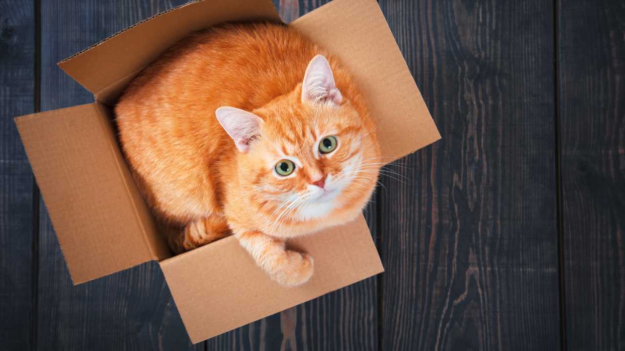 Gatto-scatola-lettiera-non-usata