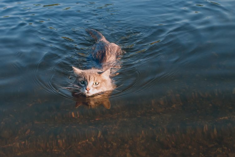 I gatti che amano l'acqua