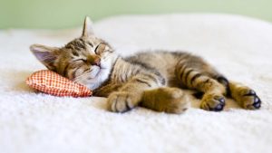 Il gatto dorme sul letto cosa può succedere