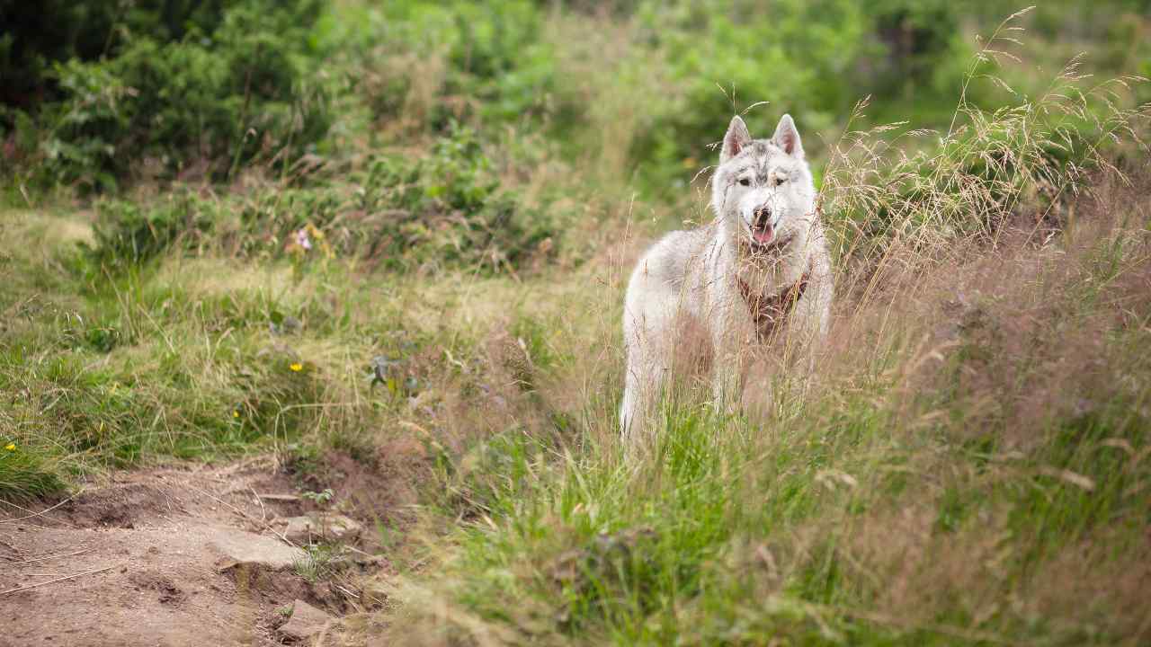 lupo-strage-pericolo-Improntaunika