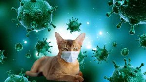Nuovo virus attenzione ai gatti