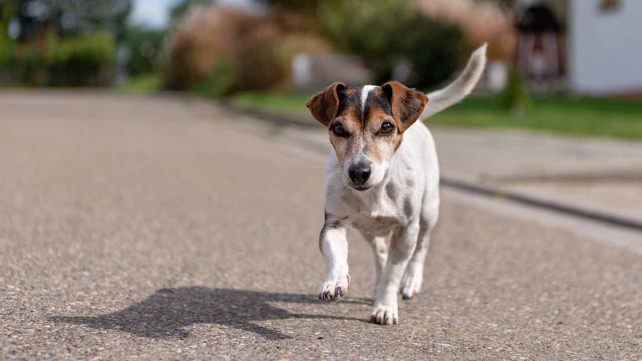 Cane che cammina sull'asfalto in estate