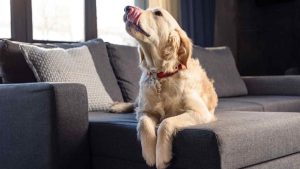 Perchè il cane lecca il divano