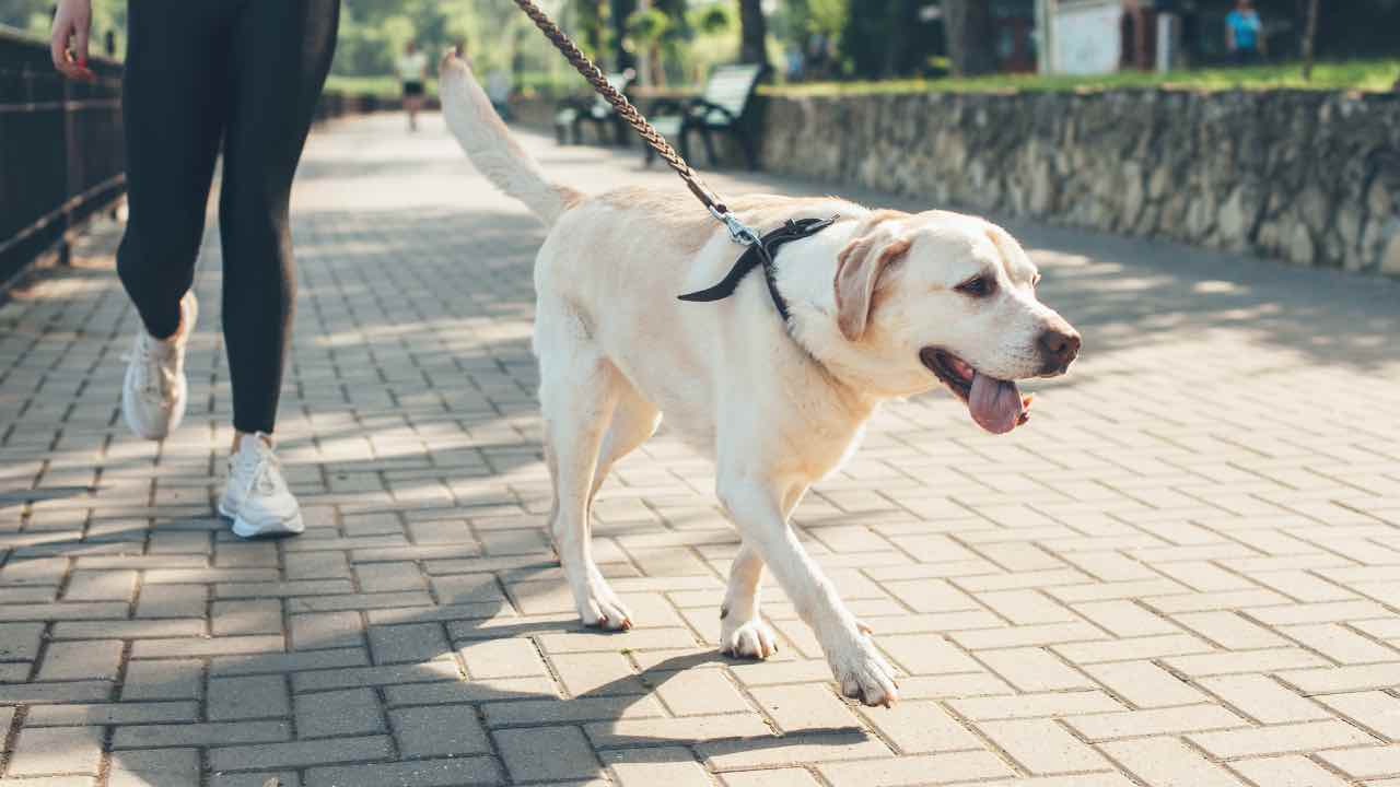 Cane a passeggio 