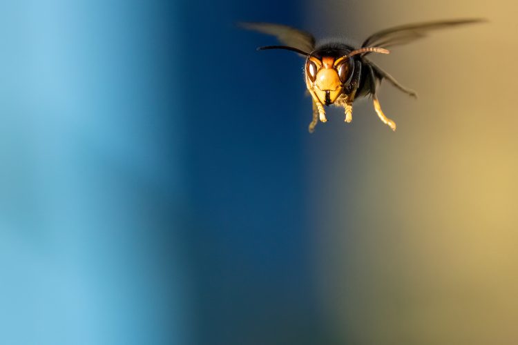 Segnalate la presenza della vespa velutina