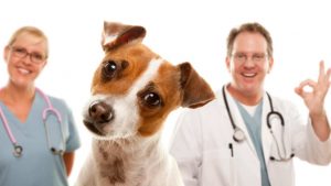 Veterinario gratis per il tuo cane