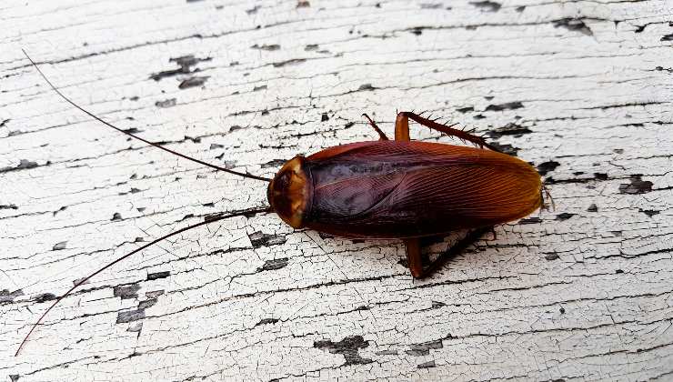 scaragaggi-prevenire-infestazione-Improntaunika.it