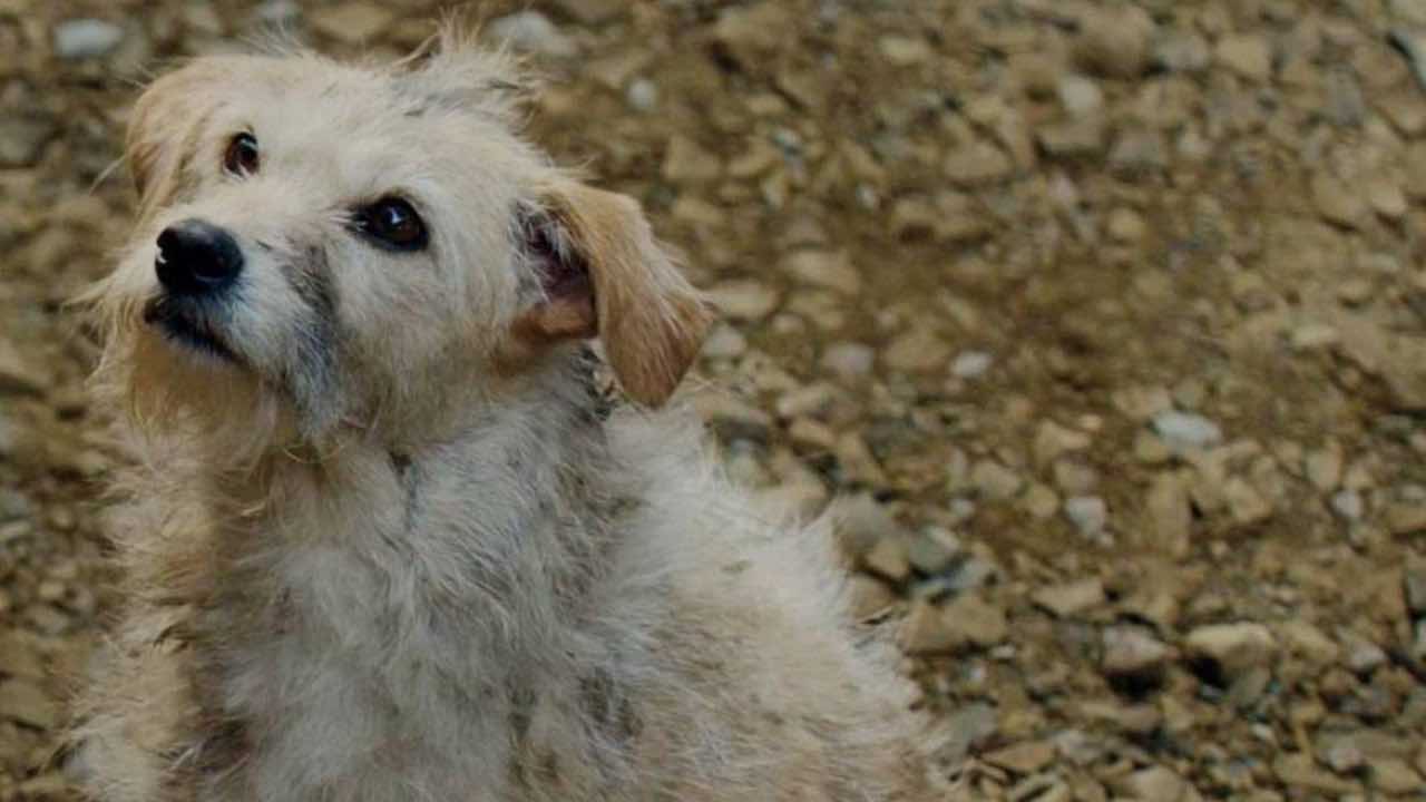 Bobby il cane star 