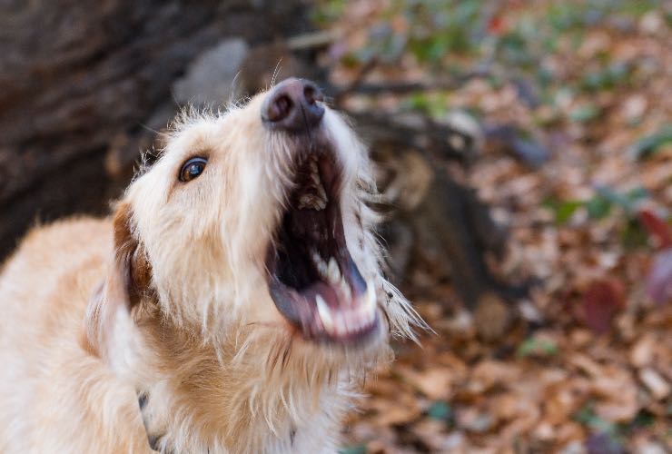 Cane che fa uno sbadiglio 