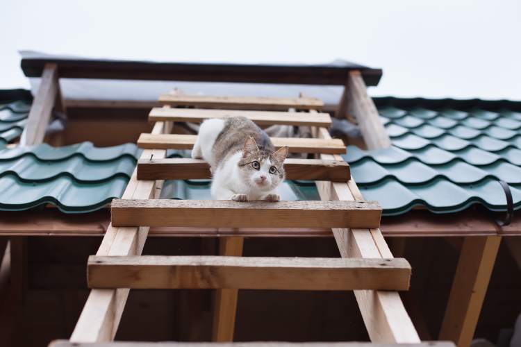 Gatto con sindrome del gatto che vola