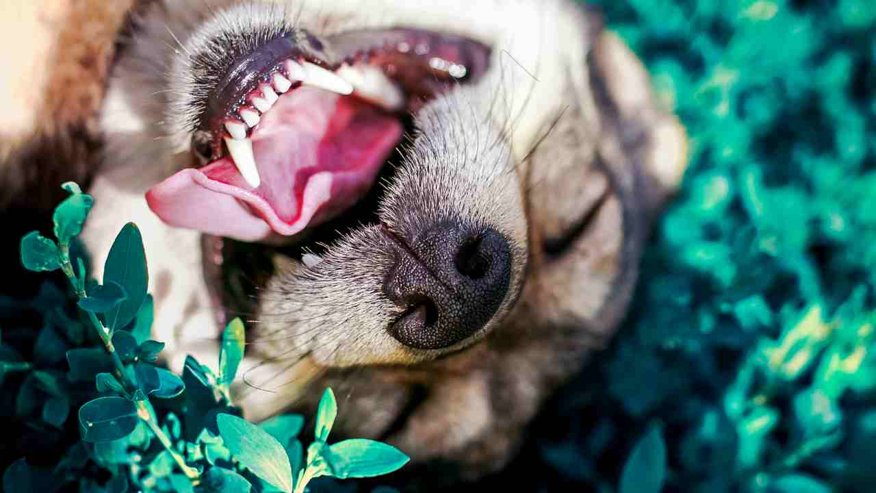 La bocca del cane cosa capire