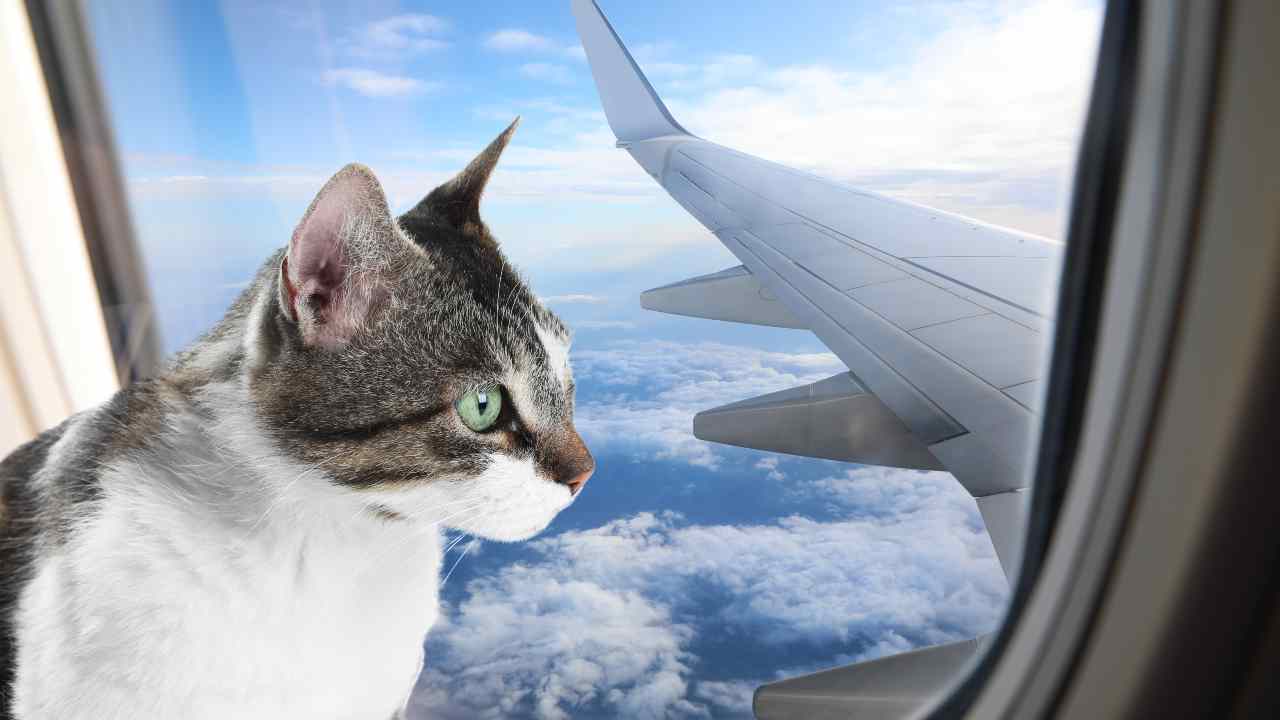 La sindrome del gatto volante