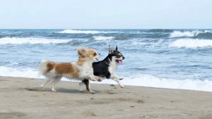 Spiaggia per cani in veneto