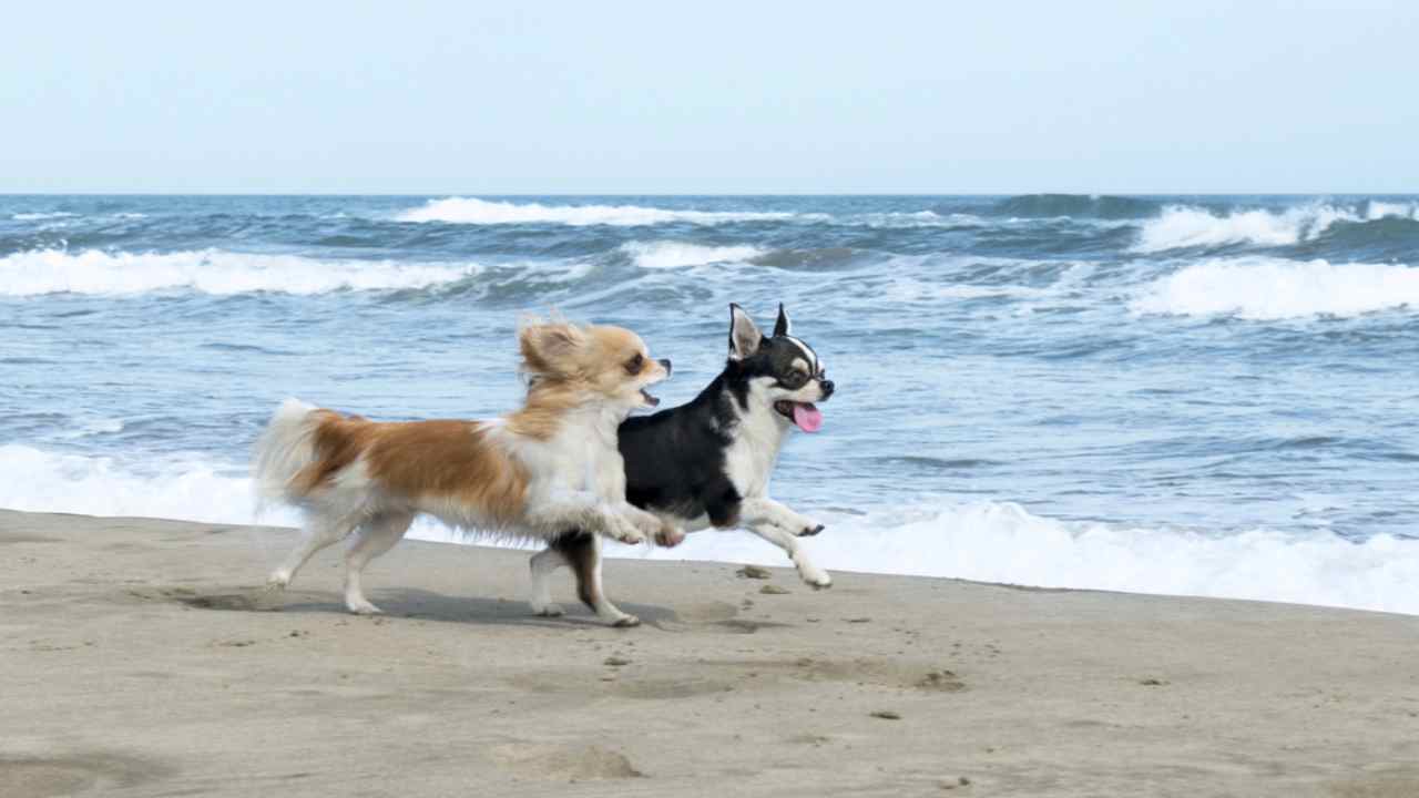 Spiaggia per cani in veneto